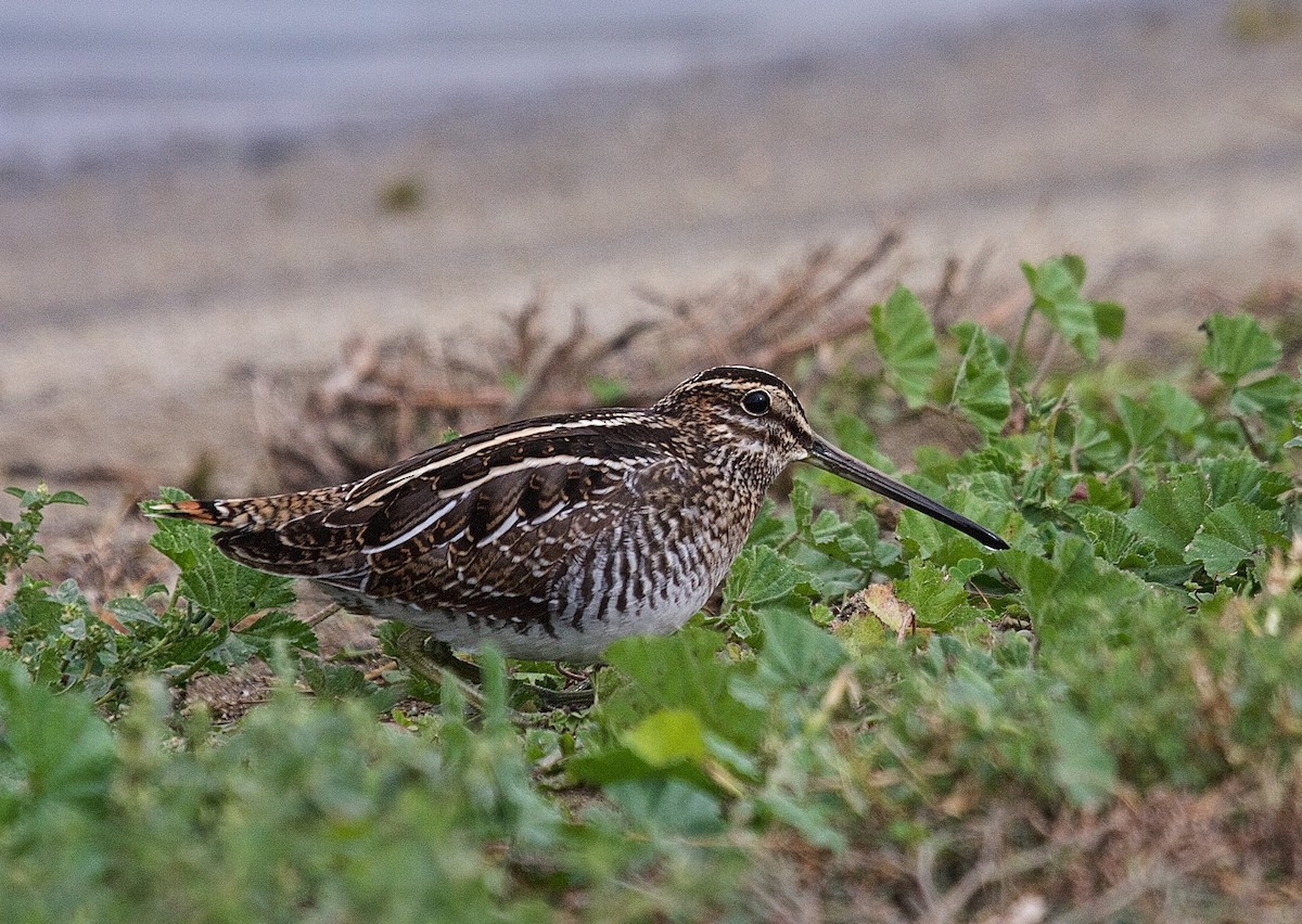 Wilson's Snipe - ML45590691