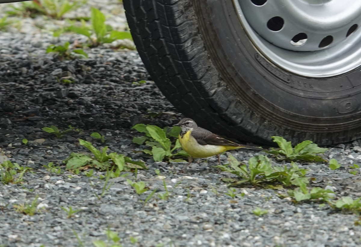 Gray Wagtail - ML455907171