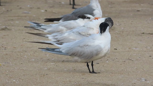 Royal Tern - ML455908211