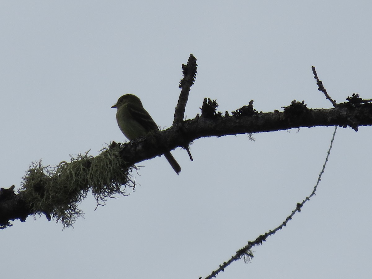 Yellow-bellied Flycatcher - Pete Fenner