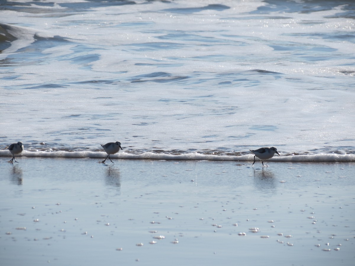 Bécasseau sanderling - ML45590941