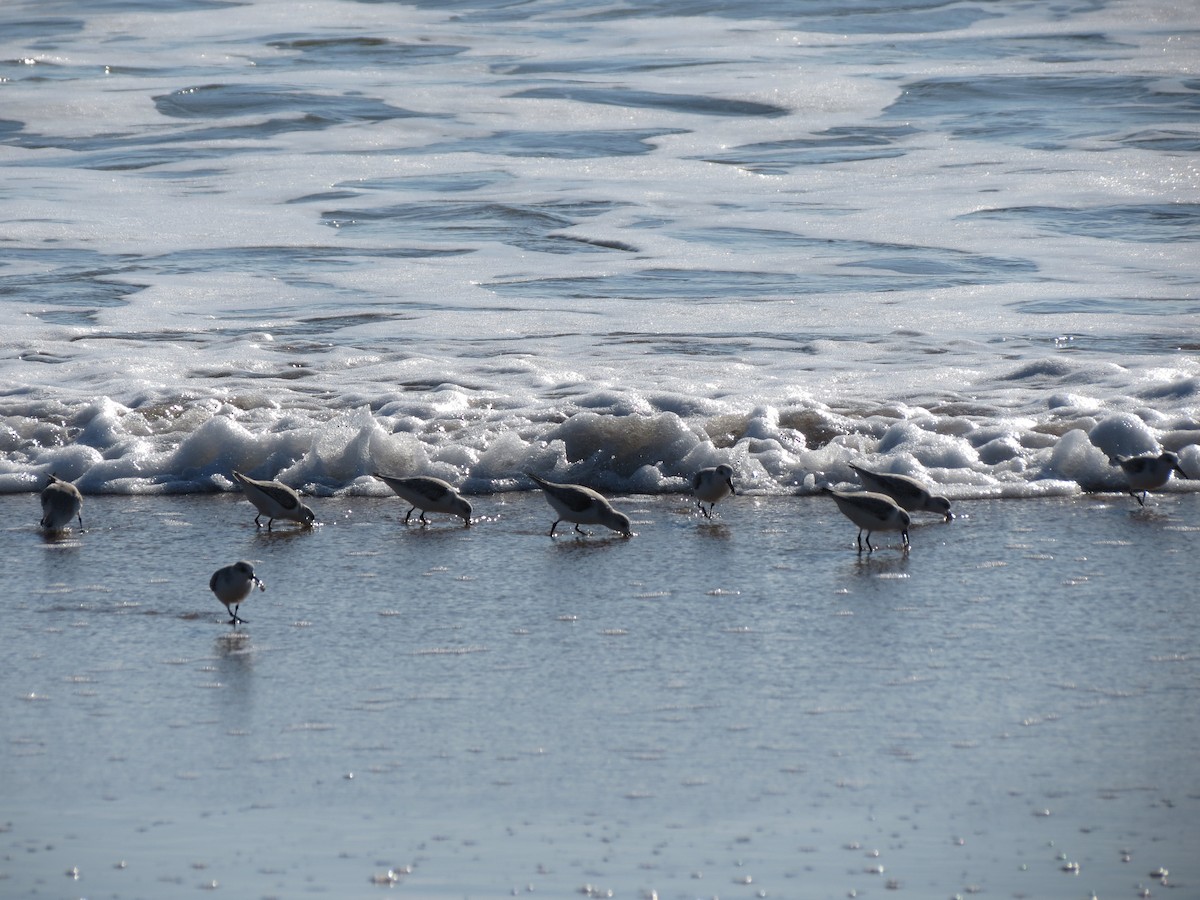 Bécasseau sanderling - ML45590951