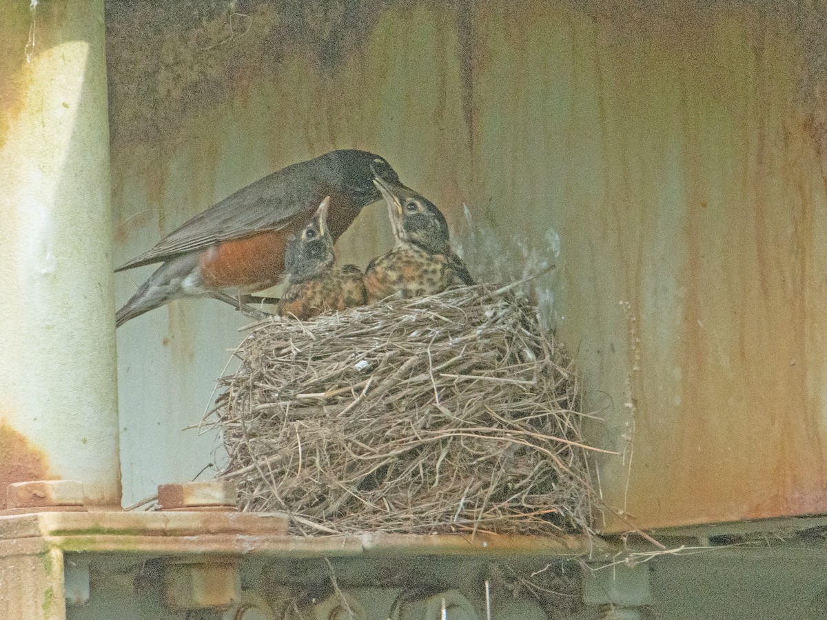 American Robin - ML455911441