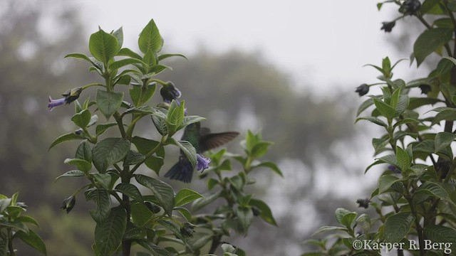 Black-breasted Puffleg - ML455912771