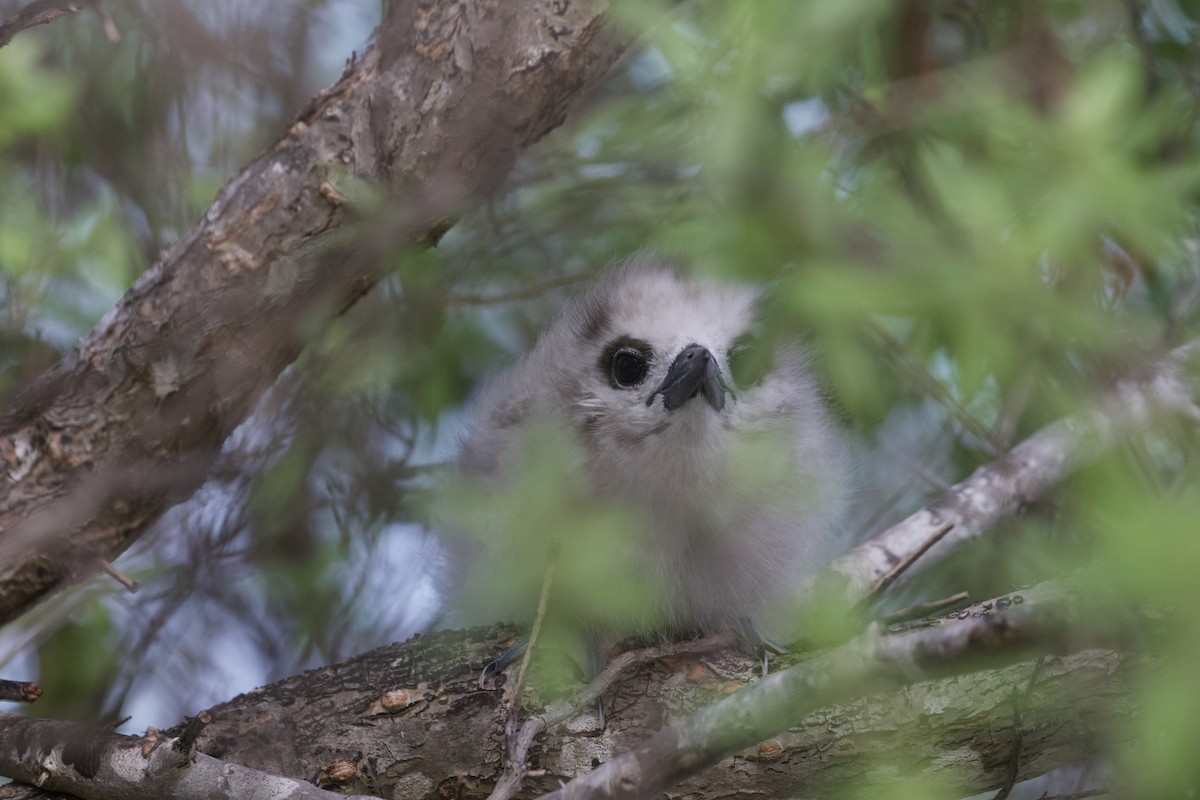 White Tern - ML455914661