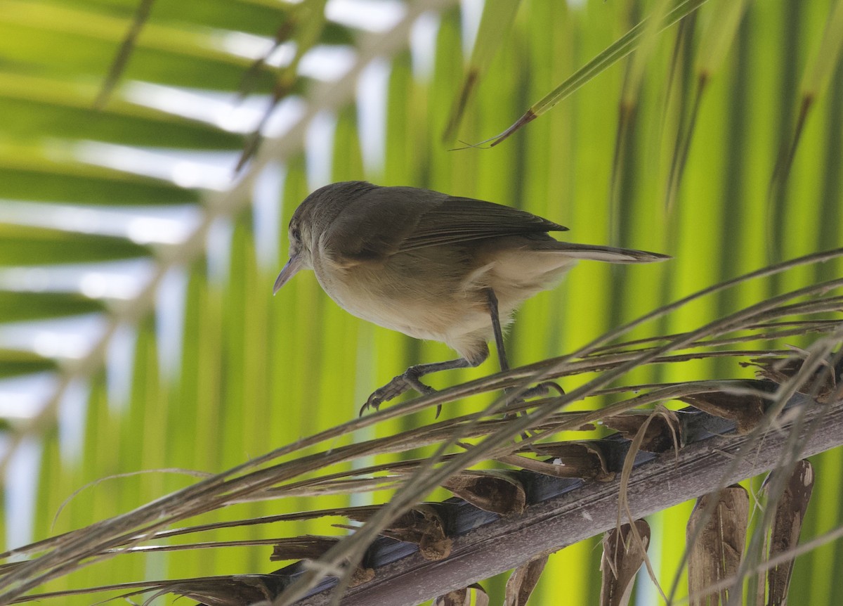 Tuamotu Reed Warbler - Gary Brunvoll