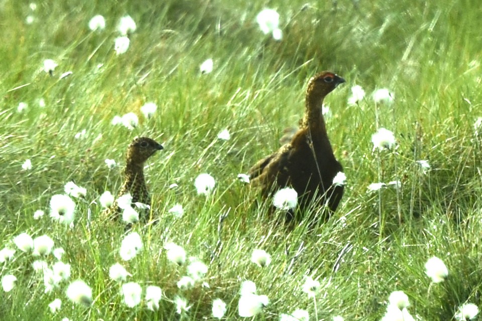 Willow Ptarmigan - ML455916781