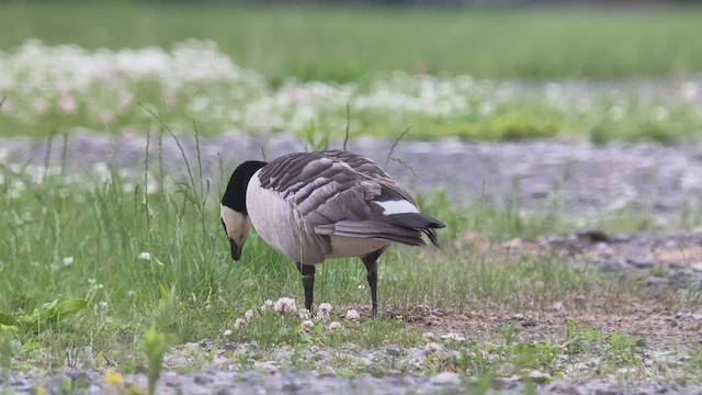 Barnacle Goose - ML455916801