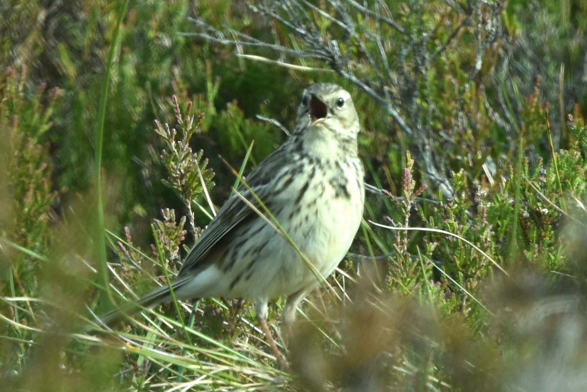 Meadow Pipit - ML455917091