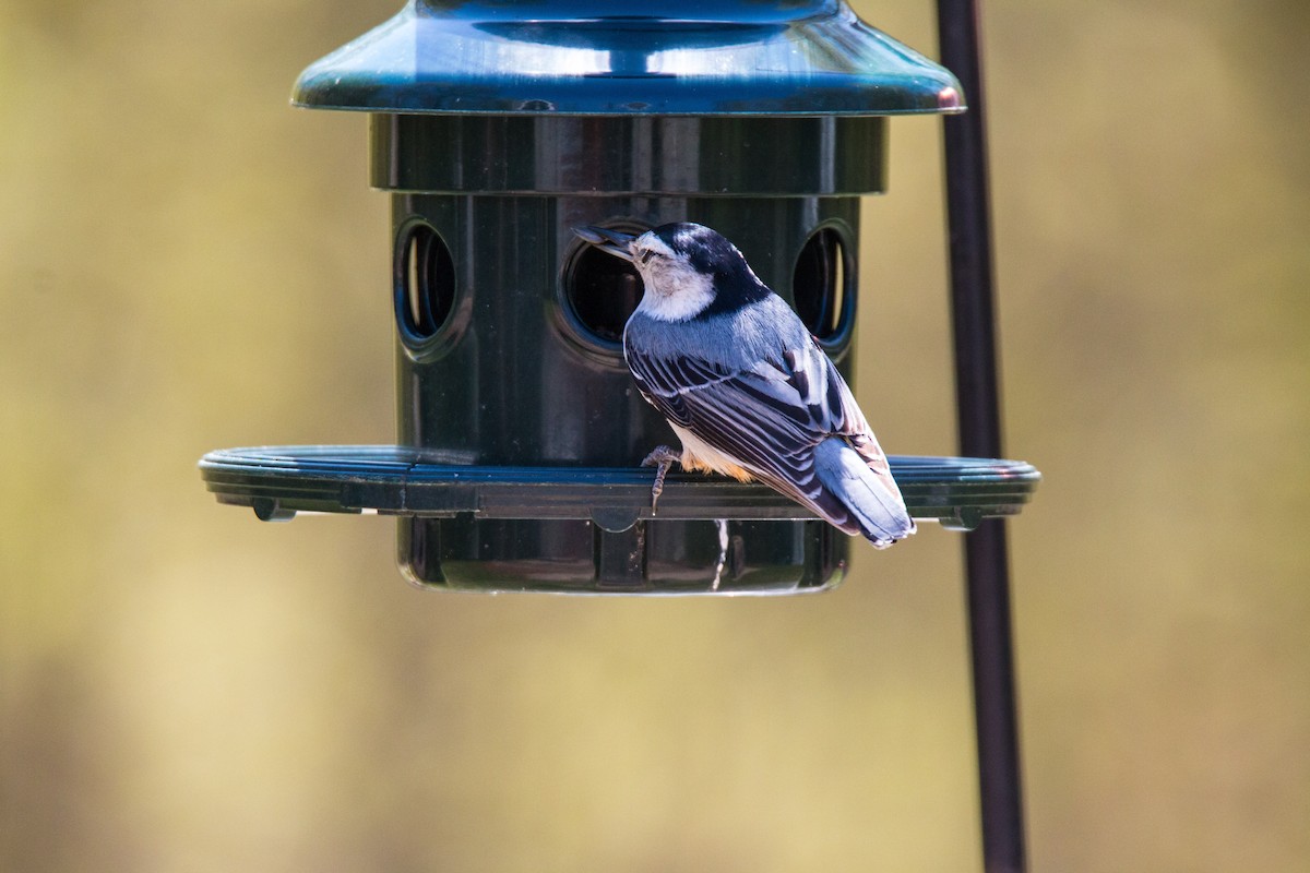 White-breasted Nuthatch - ML455918211
