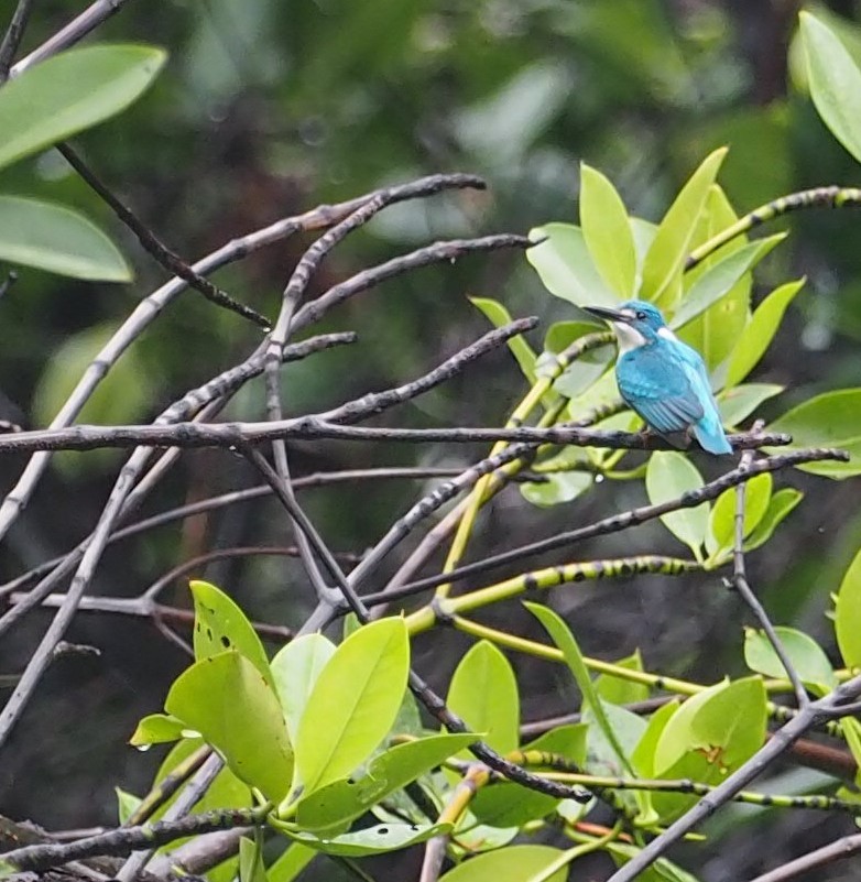 Small Blue Kingfisher - ML455918691