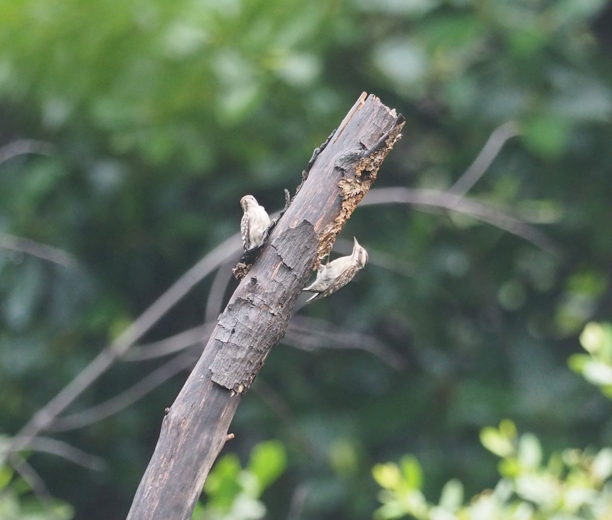 Sunda Pygmy Woodpecker - ML455918751