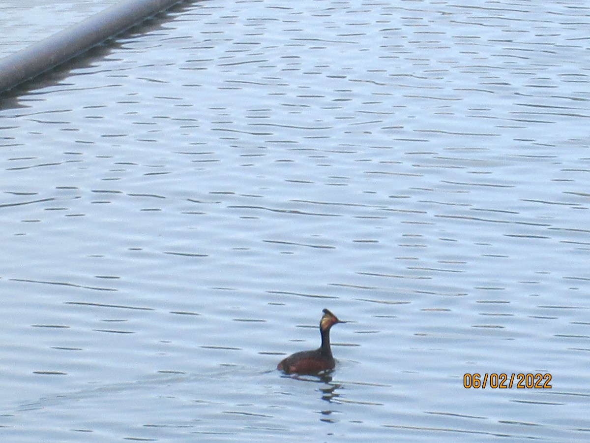 Eared Grebe - ML455918791