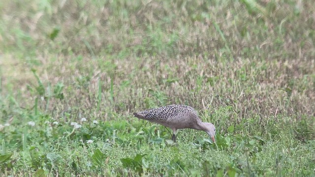 Marbled Godwit - ML455919161