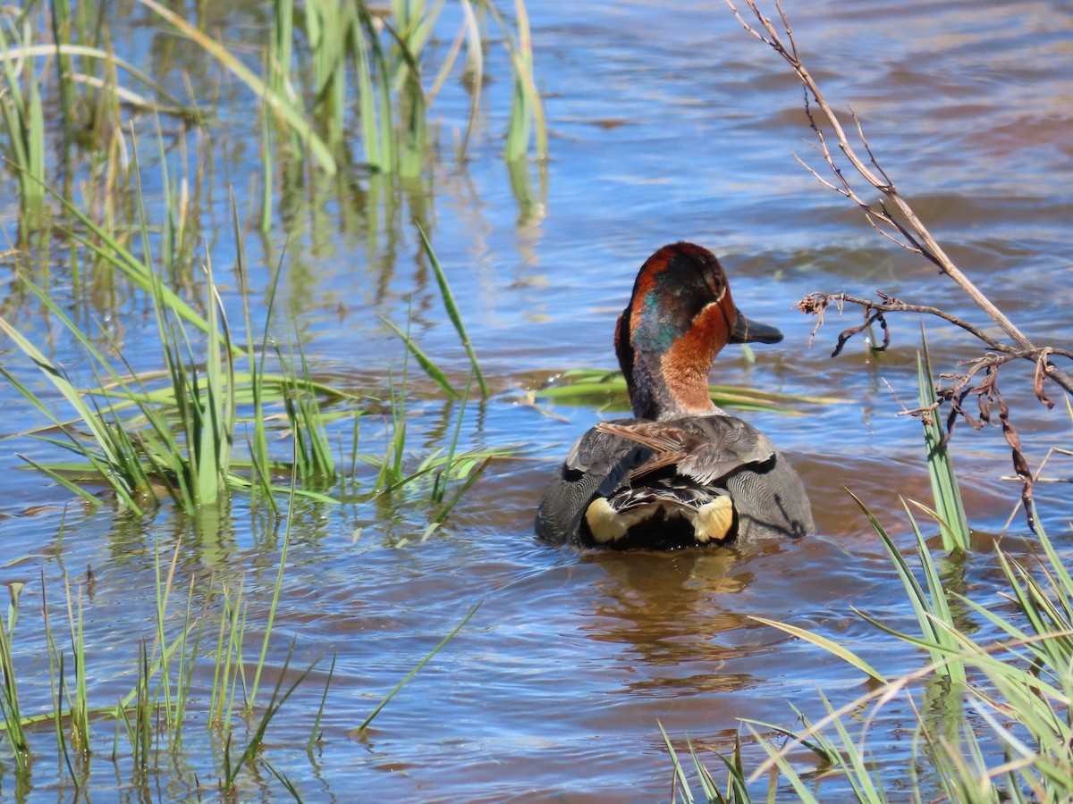 Green-winged Teal - ML455919551