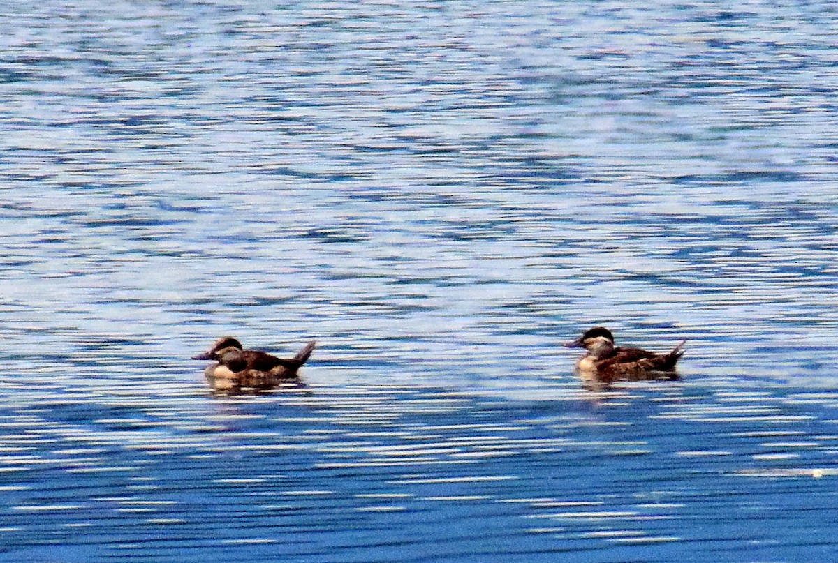 Ruddy Duck - ML455920791