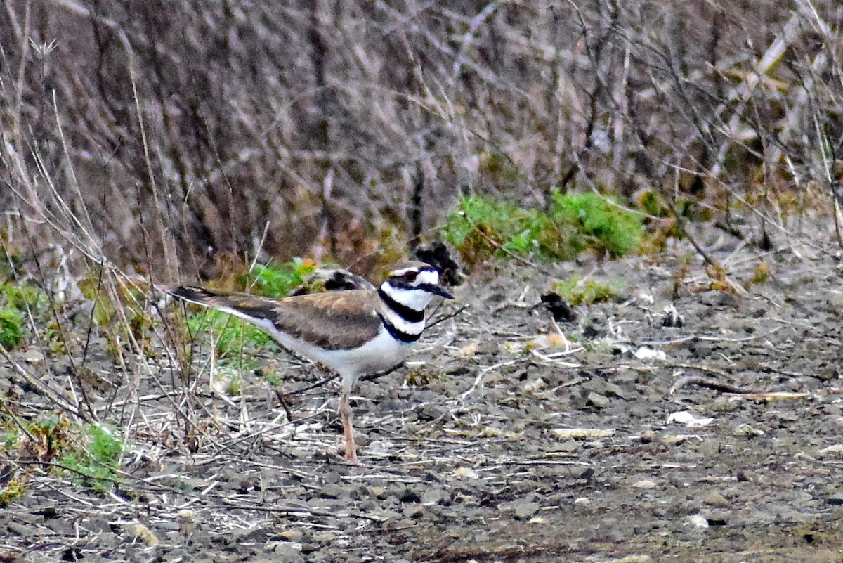 Killdeer - ML455920831