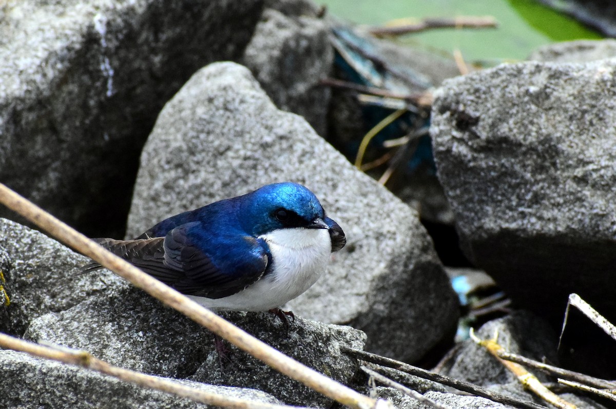 Golondrina Bicolor - ML455920911