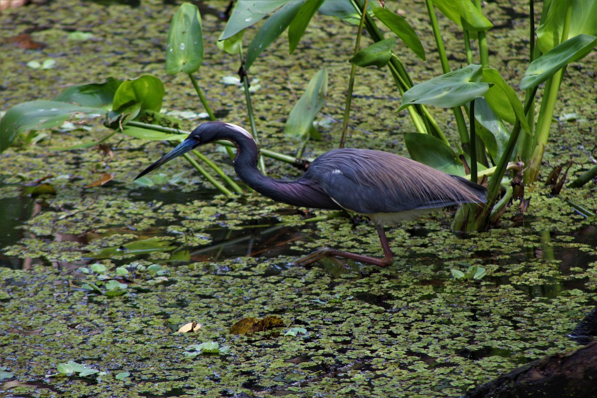 Tricolored Heron - ML455923281