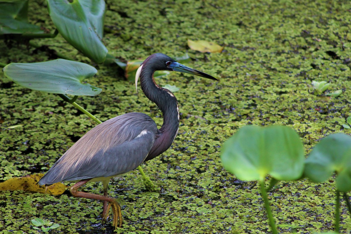 Tricolored Heron - ML455923321