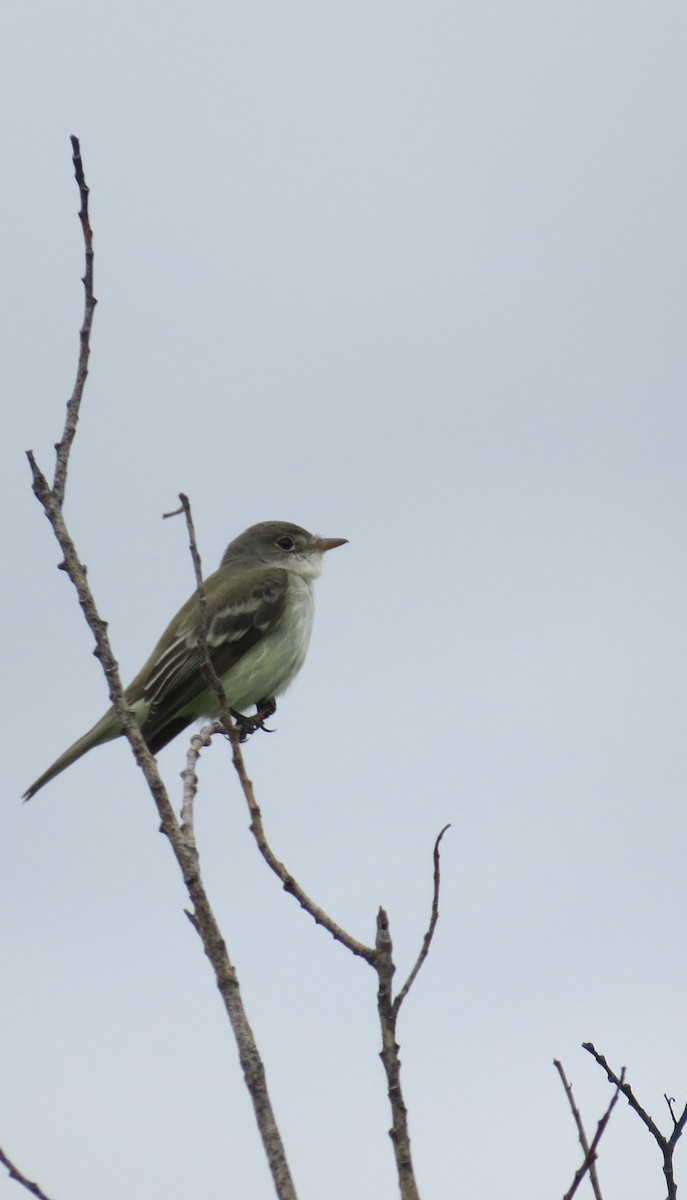 Willow Flycatcher - ML455924011