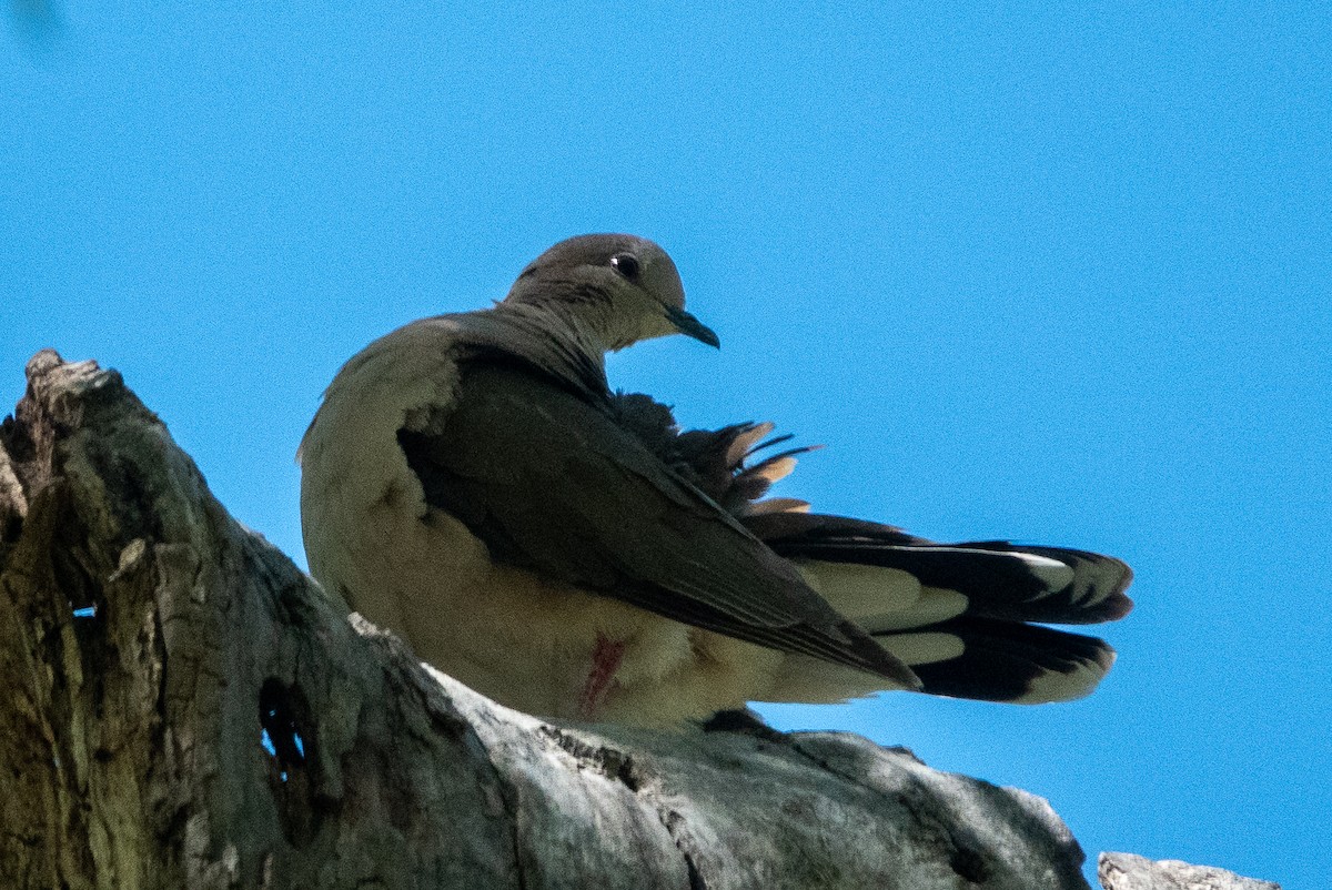 White-tipped Dove - ML455924071