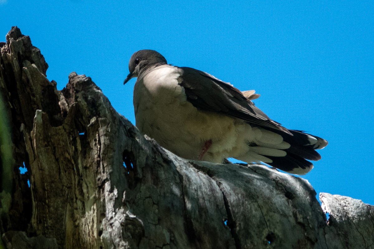 White-tipped Dove - ML455924101