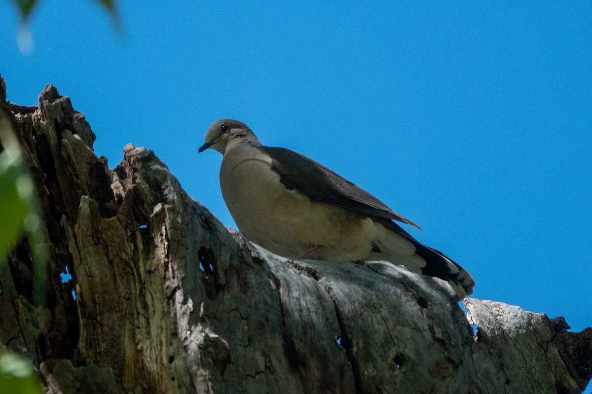 White-tipped Dove - ML455924111