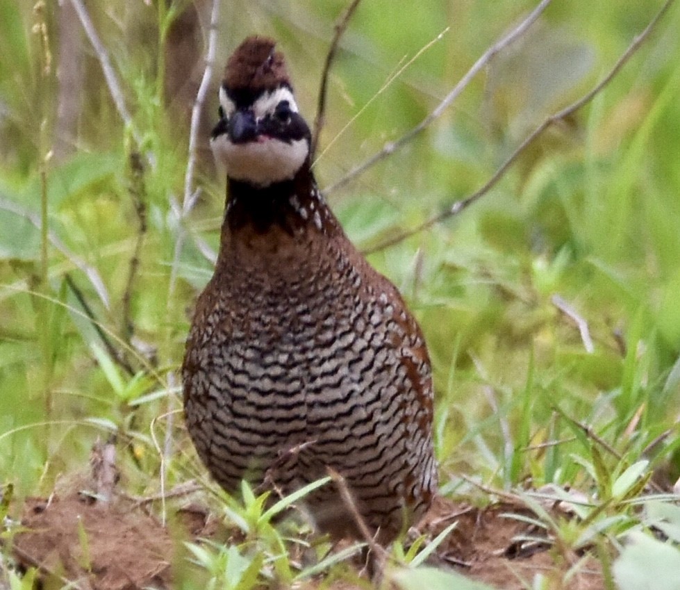 Northern Bobwhite - ML455924411