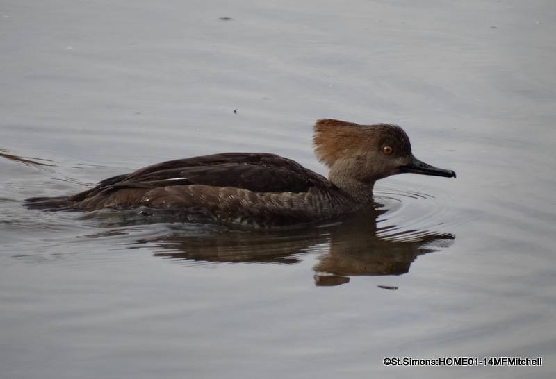 Hooded Merganser - Marnie Mitchell