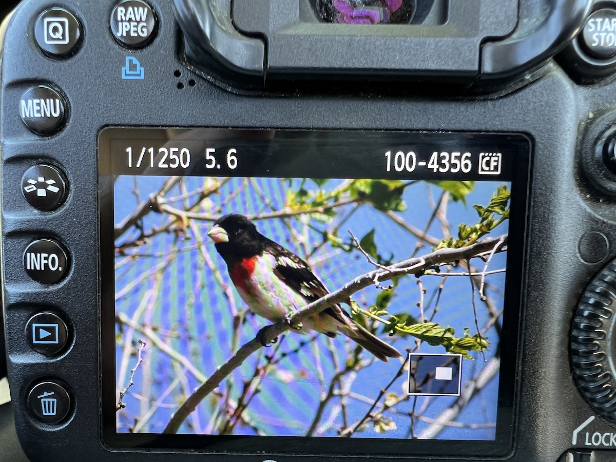Rose-breasted Grosbeak - ML455924761