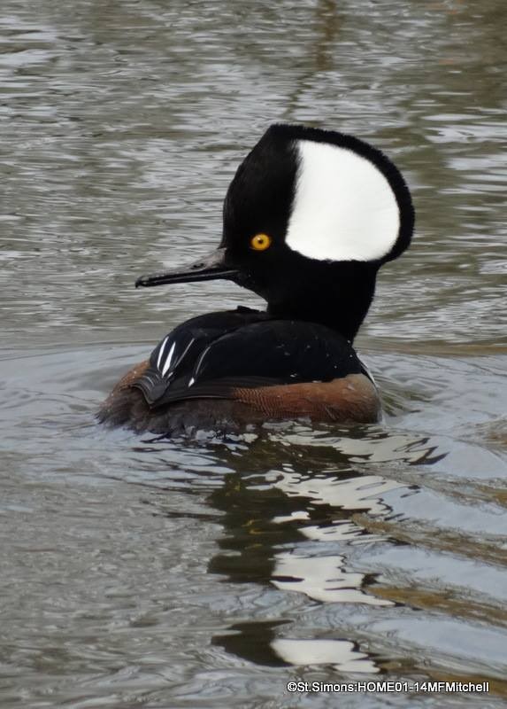 Hooded Merganser - Marnie Mitchell