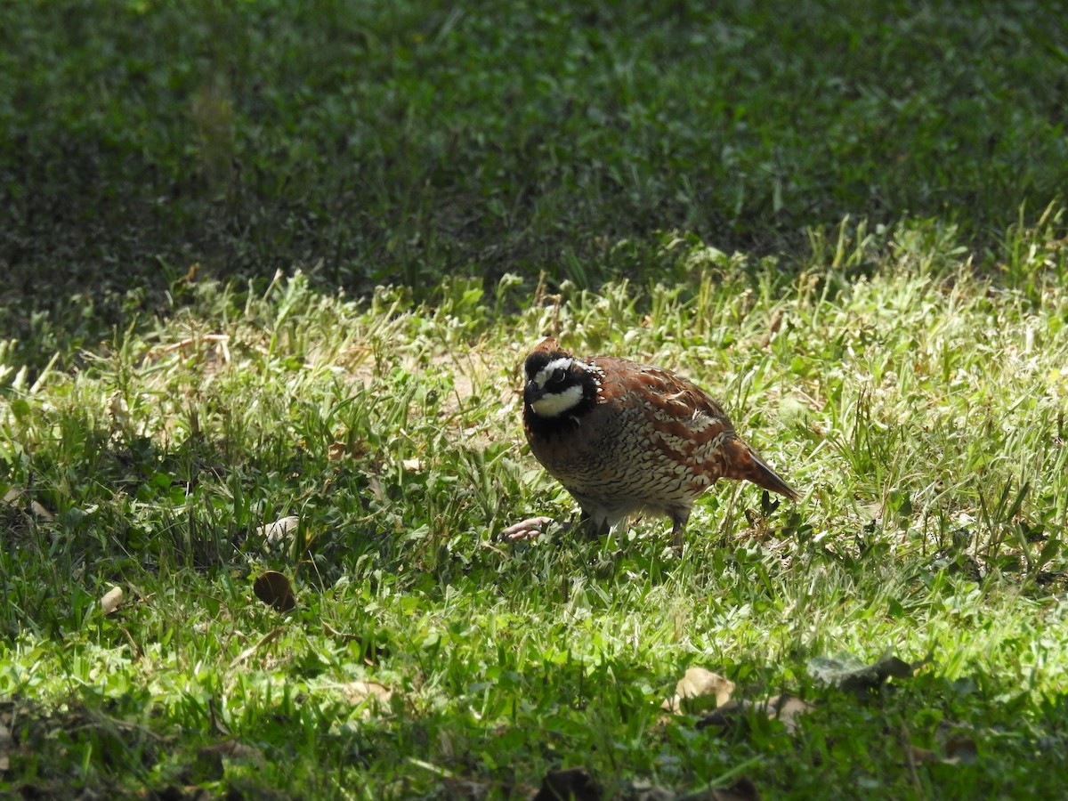 Northern Bobwhite - Greg Whittaker