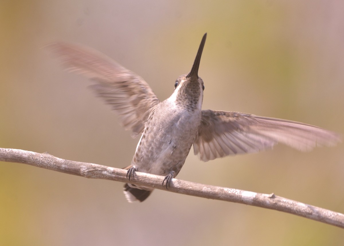 kolibřík achátový - ML455927461