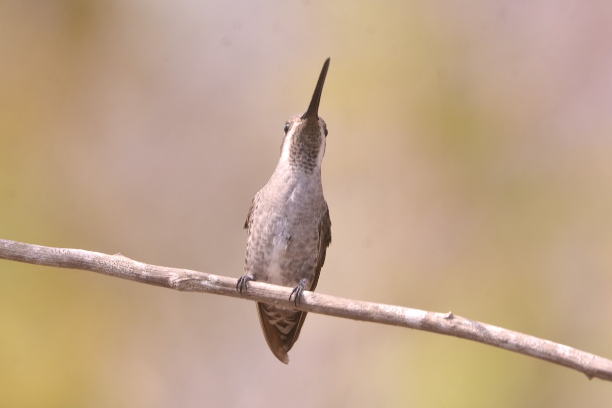 kolibřík achátový - ML455927491
