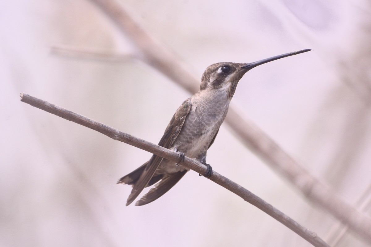 kolibřík achátový - ML455927501