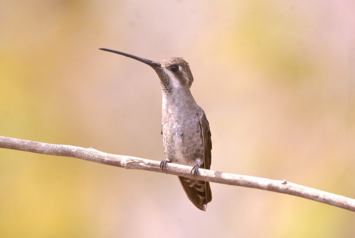 kolibřík achátový - ML455927541