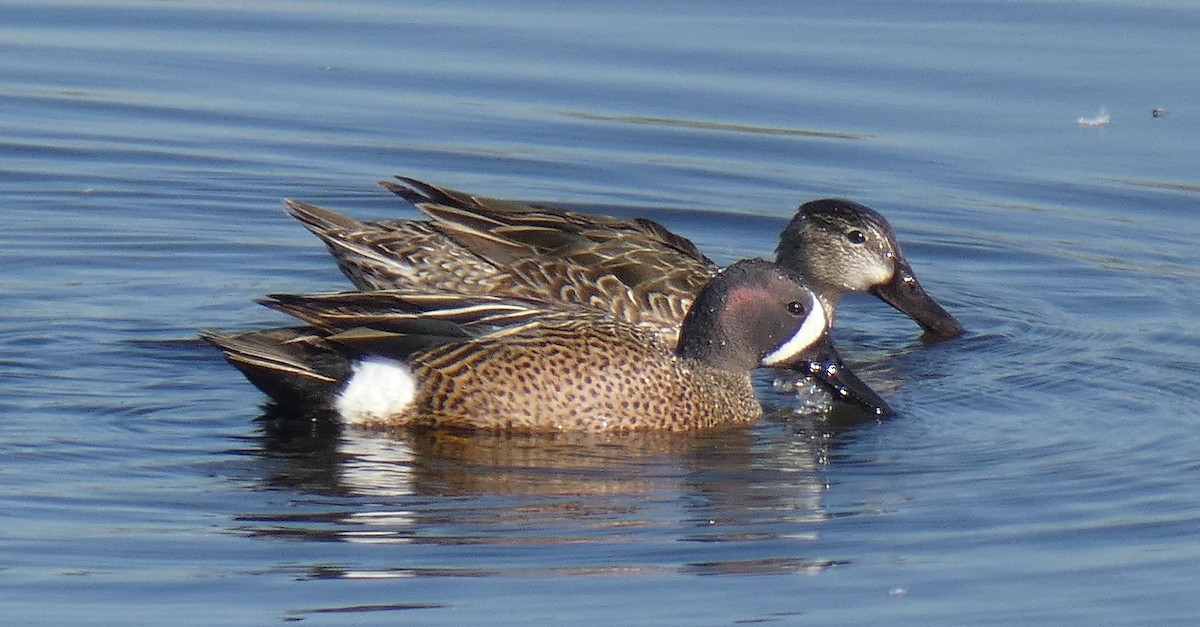 Blue-winged Teal - ML455927561
