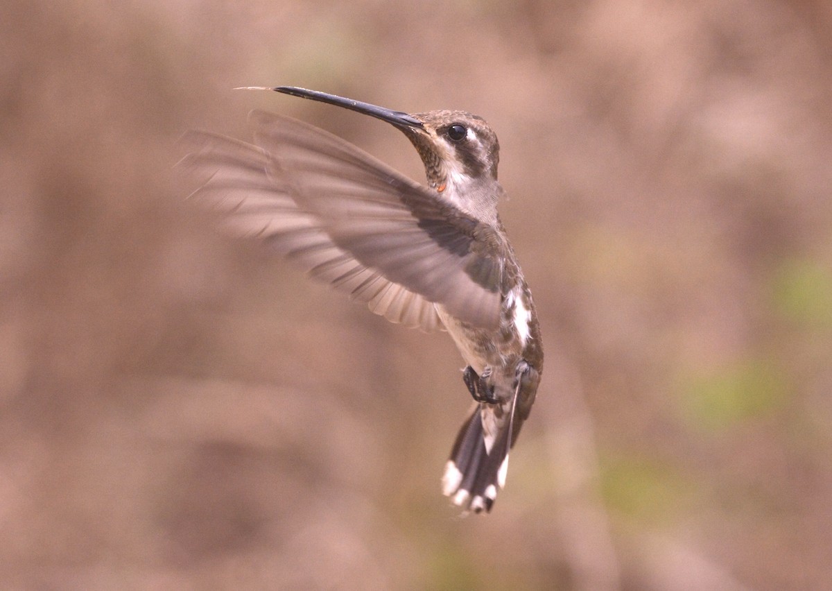 kolibřík achátový - ML455927581