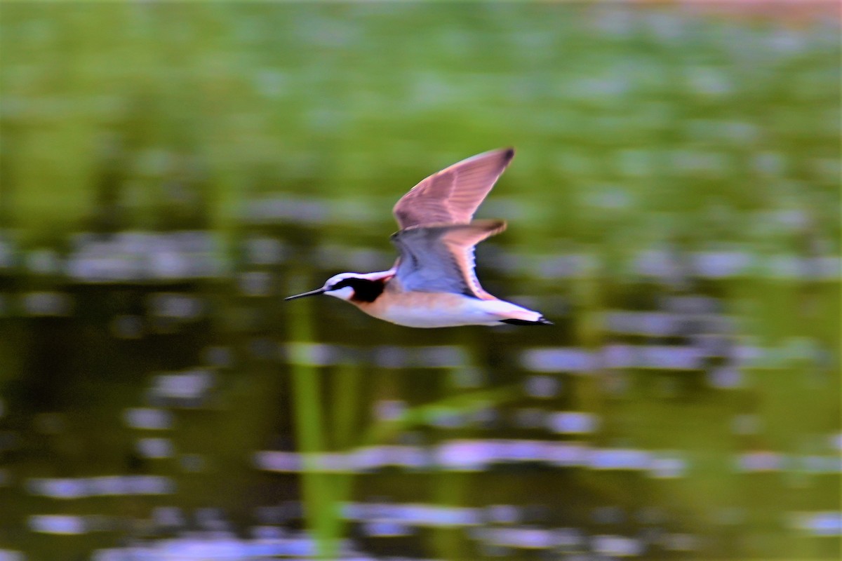 Wilson's Phalarope - Geoffrey Newell