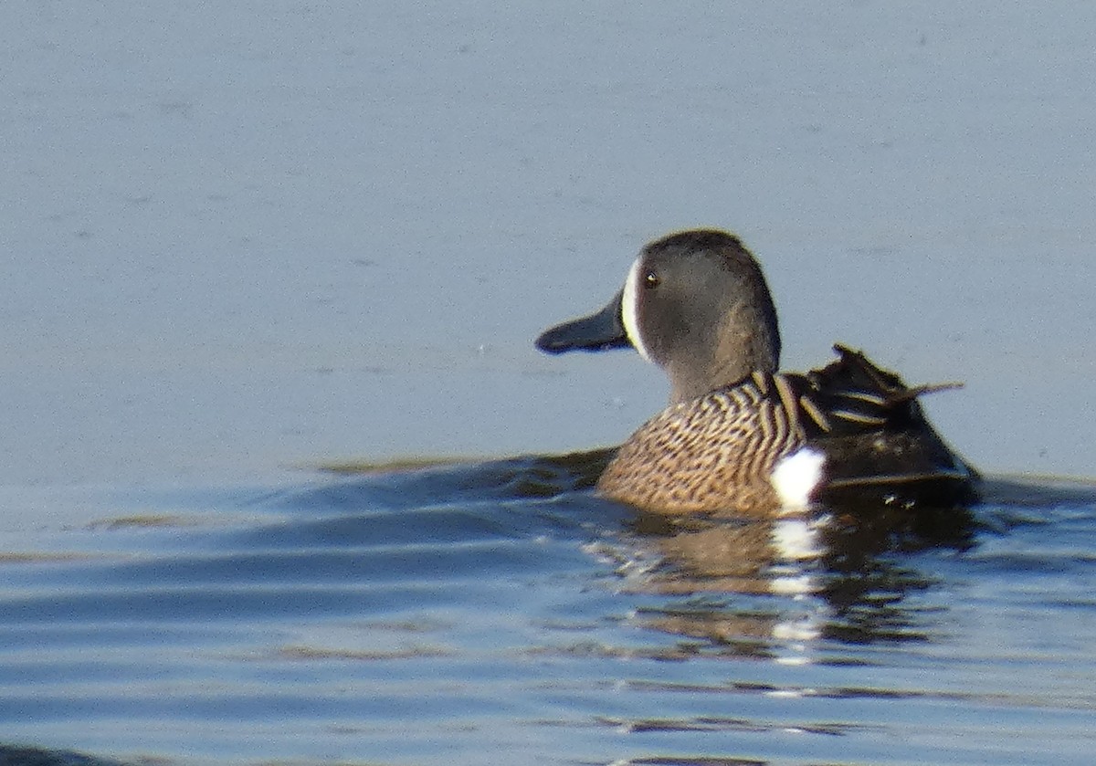 Blue-winged Teal - ML455928031