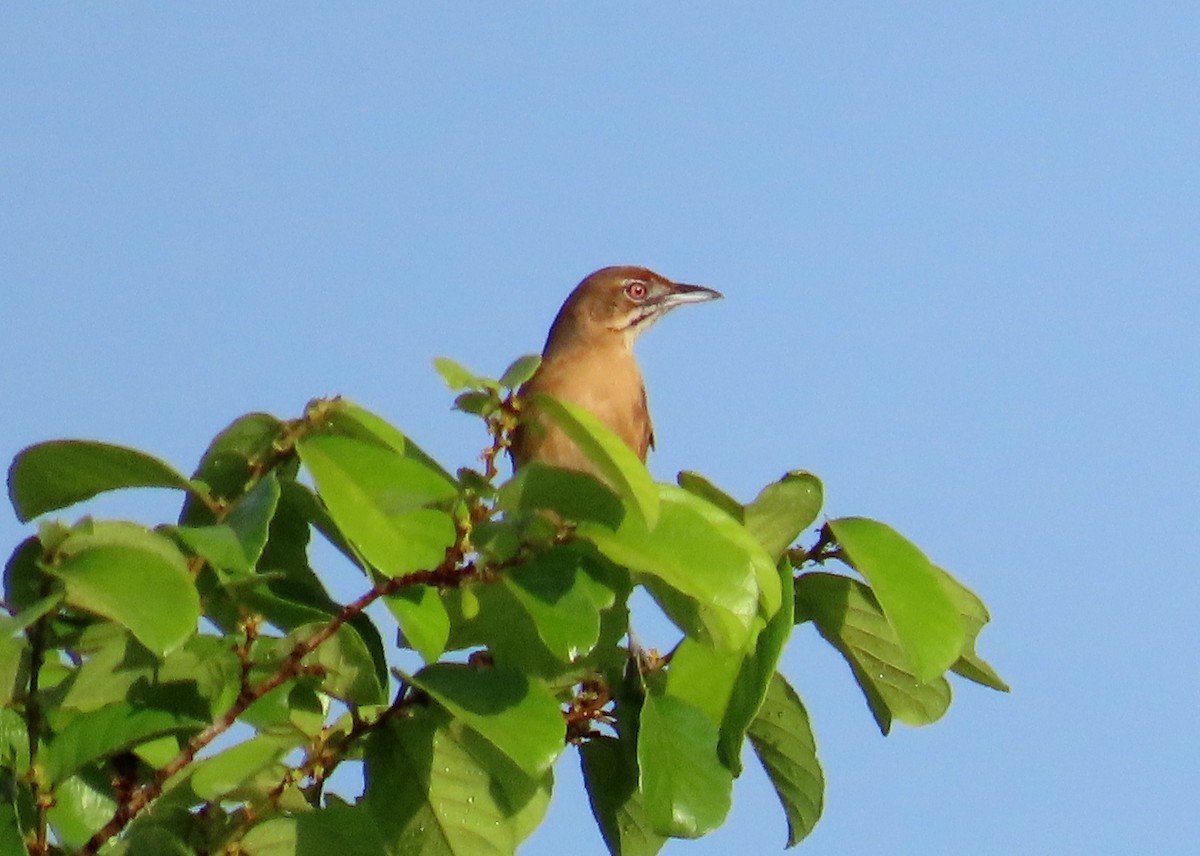 Moustached Grass-Warbler - ML455928411