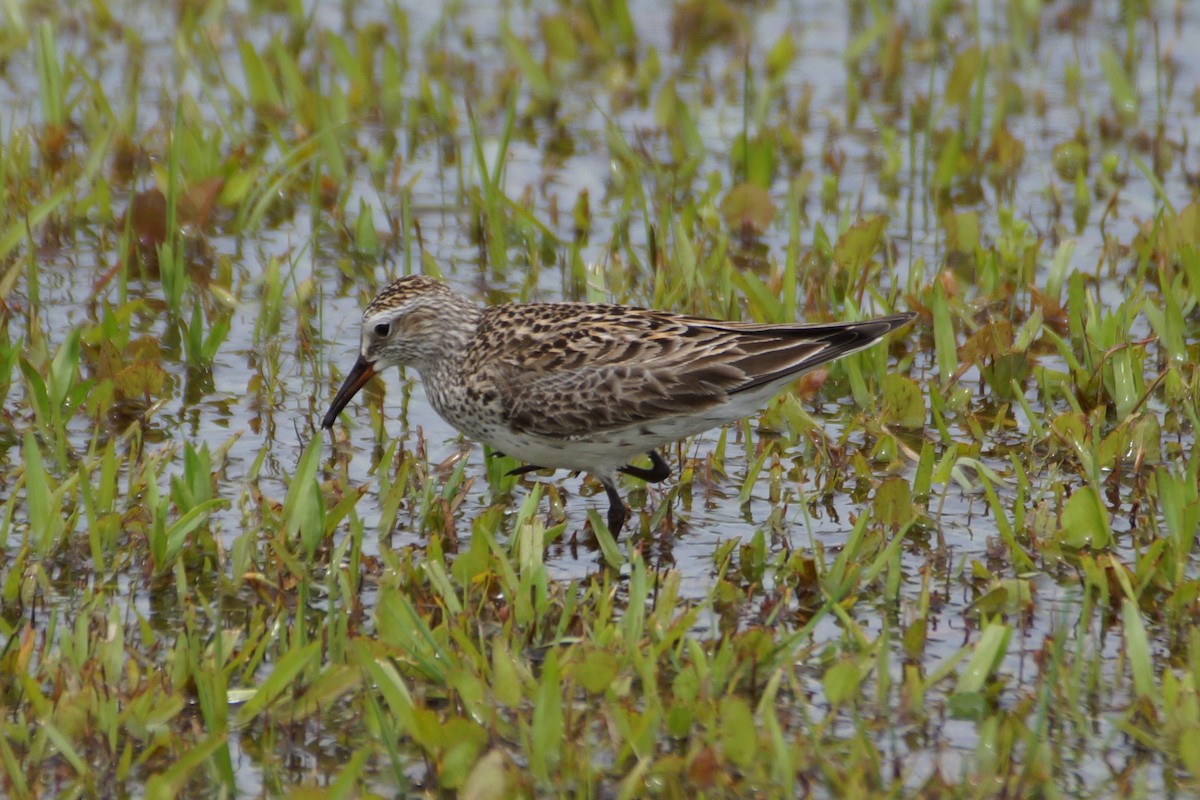 White-rumped Sandpiper - ML455928761