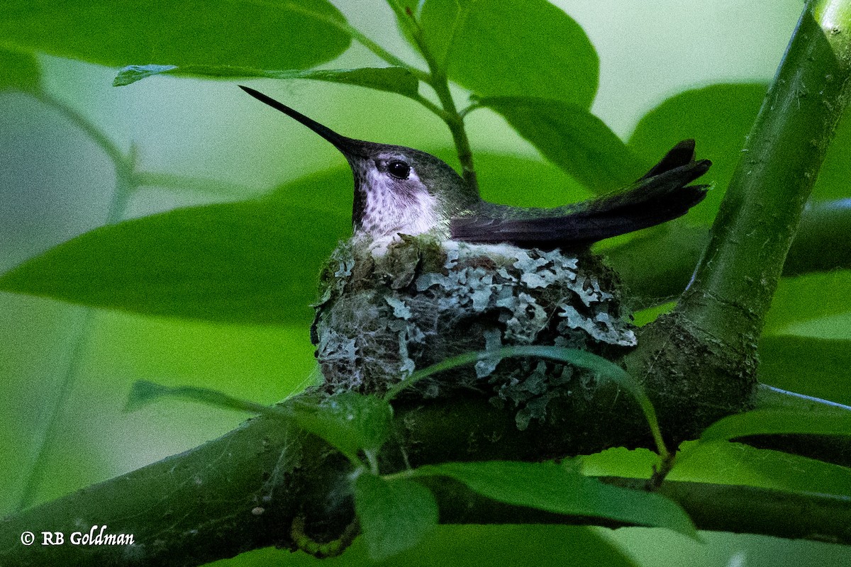 Anna's Hummingbird - ML455928981