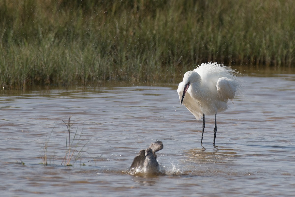 Reddish Egret - ML45593101