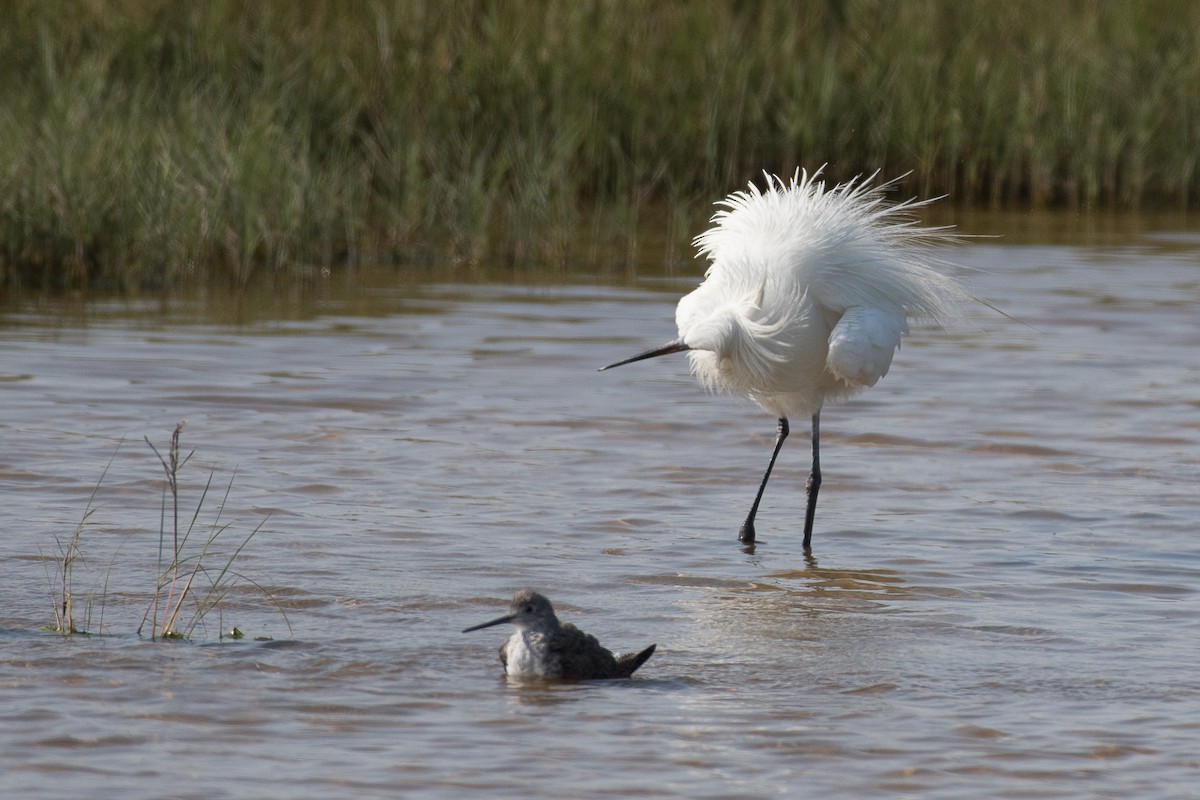 Reddish Egret - P Patrick Mann