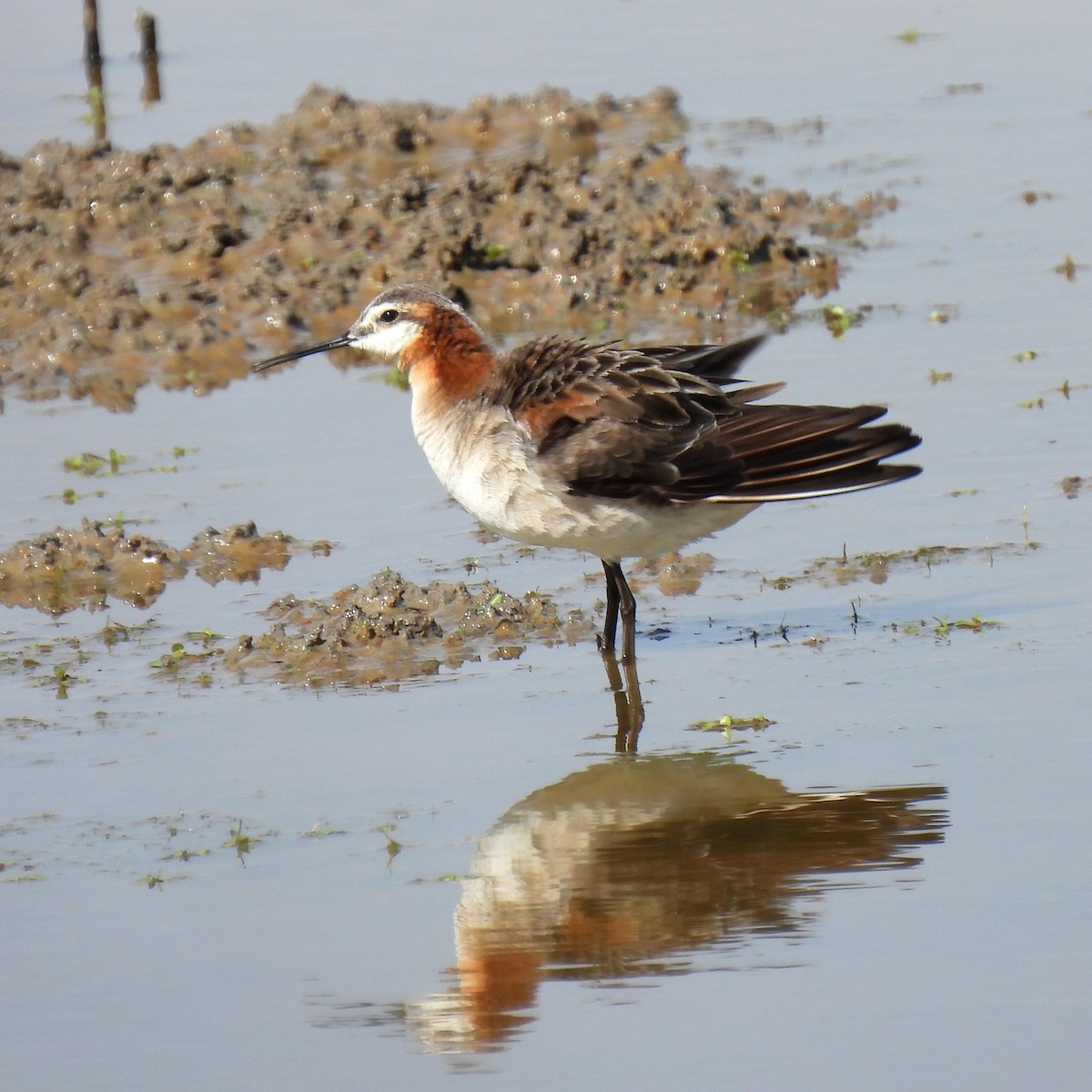 Falaropo Tricolor - ML455932611