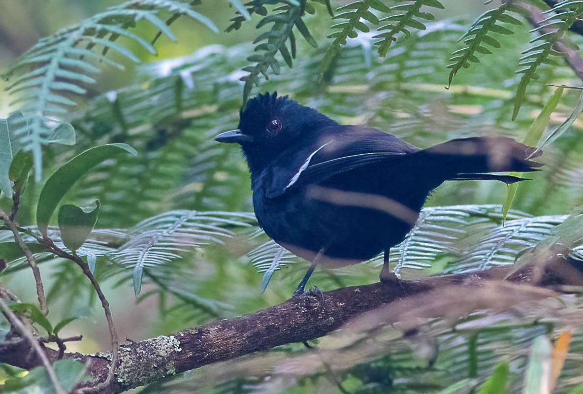 Weißbinden-Ameisenvogel - ML455933211