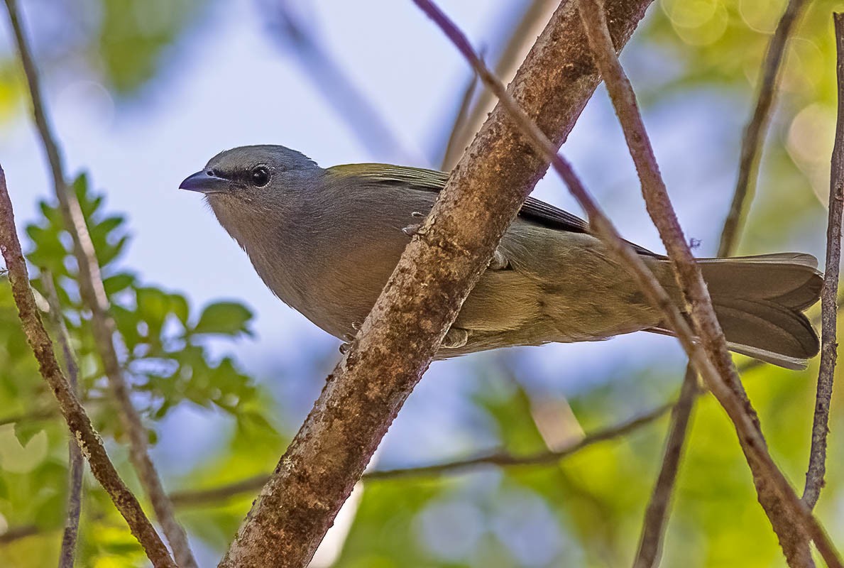 Golden-chevroned Tanager - Fábio Giordano