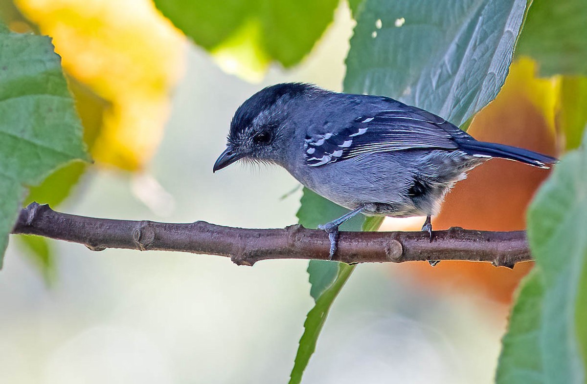 Variable Antshrike - Fábio Giordano